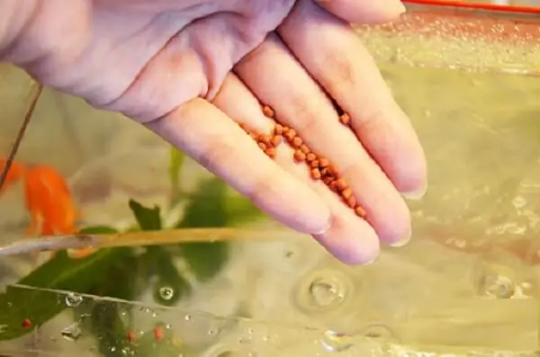 Thức Ăn Cho Cá Cảnh