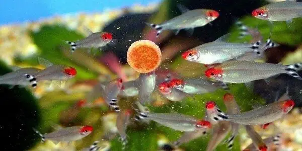 Cách Cho Cá Ăn Như Thế Nào Là Tốt