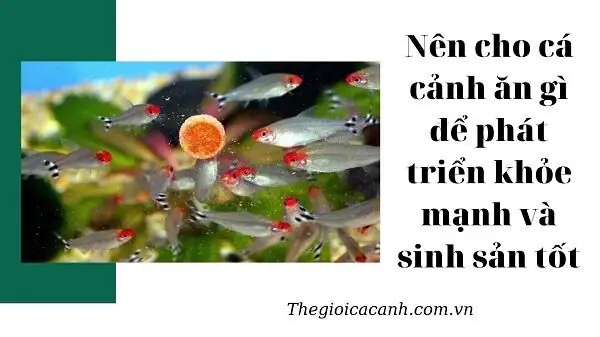 Nên Cho Cá Cảnh Ăn Gì Để Phát Triển Khỏe Mạnh Và Sinh Sản Tốt?