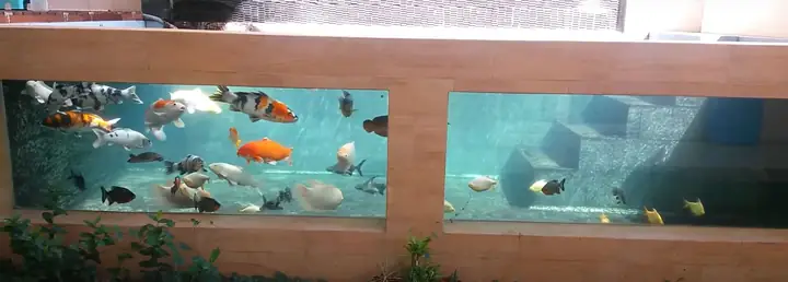 Bể Nuôi Rộng Lớn
