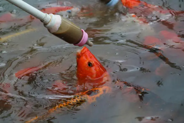 Cân Đối Khẩu Phần Ăn