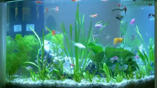 Cửa Hàng Cá Cảnh Thủy Sinh Đức Thịnh