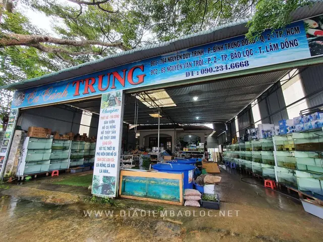Cá Cảnh Bảo Lộc Trung Cá Cảnh Bảo Lộc Trung