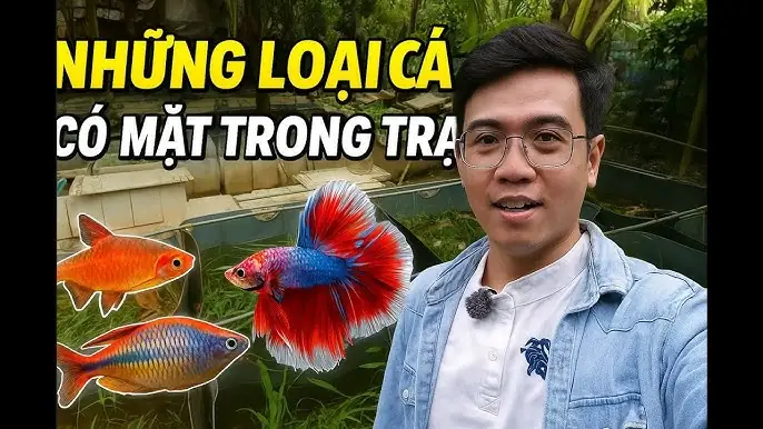 Cá Cảnh Betta Lady: Loài Cá Gỗ Thần Kỳ Và Hướng Dẫn Chăm Sóc Toàn Diện