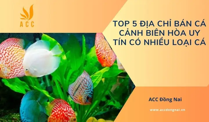 Top 5 Địa Chỉ Bán Cá Cảnh Biên Hòa Uy Tín Có Nhiều Loại Cá