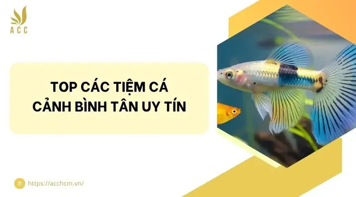 Top Các Tiệm Cá Cảnh Bình Tân Uy Tín