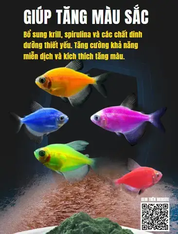 Tại Sao Cá Cánh Buồm Lại Mất Màu?