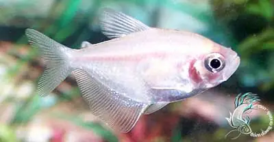 Cá Cánh Buồm Ngũ Sắc