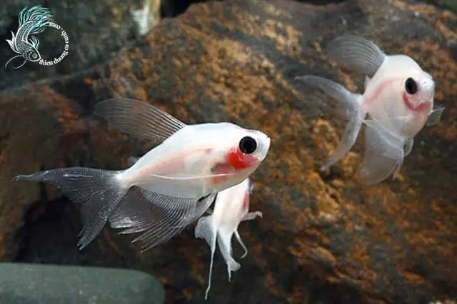 Cá Cánh Buồm Ngũ Sắc