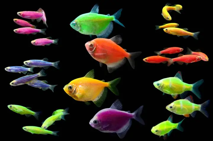 Cá Cánh Buồm Nhuộm Màu Cá Cánh Buồm Nhuộm Màu