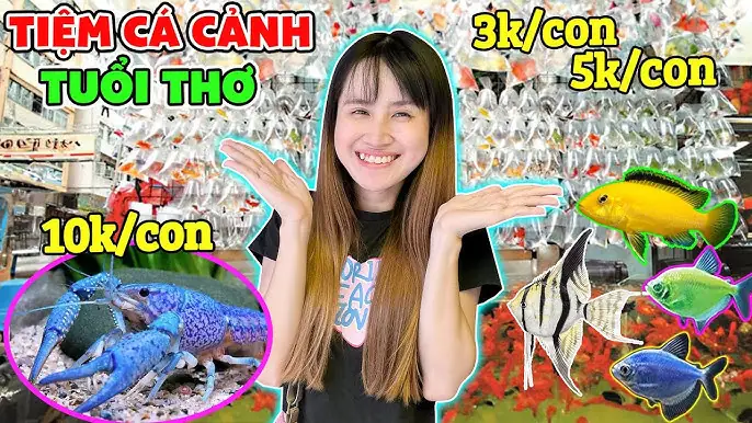 Muối Khoáng Nén 4 Màu Cho Cá Cảnh: Bí Quyết Phòng Và Trị Bệnh Hiệu Quả