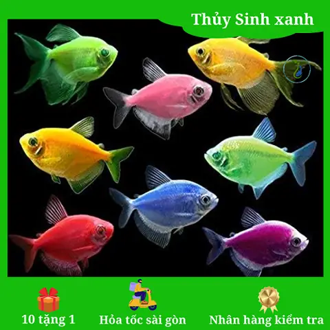 Muối Khoáng Nén 4 Màu Cho Cá Cảnh: Bí Quyết Phòng Và Trị Bệnh Hiệu Quả