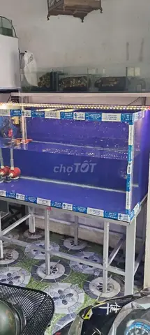 Cá Cảnh Chợ Tốt: Hướng Dẫn Mua Bán An Toàn, Chọn Giống Tốt Và Cách Chăm Sóc