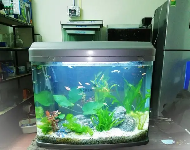 Cá Cảnh Có Thể Nhịn Đói Bao Lâu