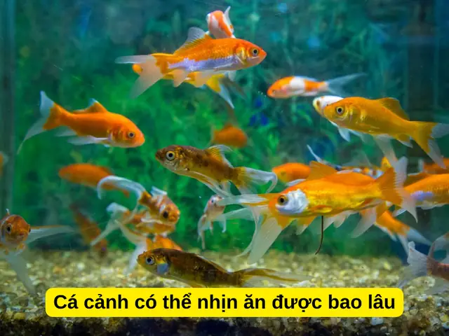 Đối Với Cá Con