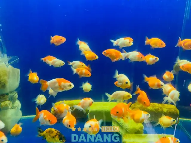 Cửa Hàng Cá Cảnh Nin Trần – Hải Châu