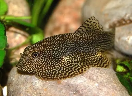 Cá Tỳ Bà