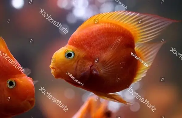 Cá Hồng Két