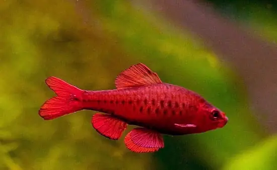 Cá Diếc Anh Đào