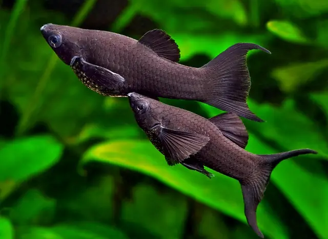 Cá Cảnh Dễ Nuôi Cho Người Mới Chơi: Top 10 Loài Phổ Biến Nhất