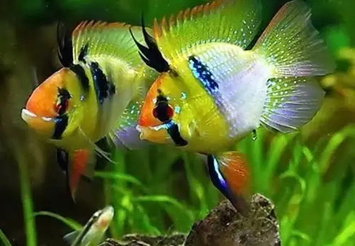 Cá Phượng Hoàng