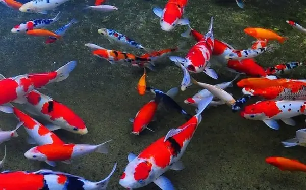 Cá Koi