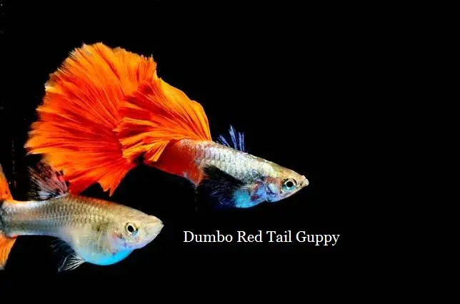 Cá Cảnh Đẹp Dễ Nuôi 2019
