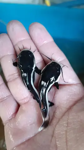 Cá Cảnh Đức Thiện