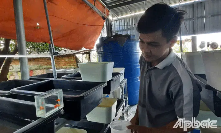 Cá Cảnh Gò Công