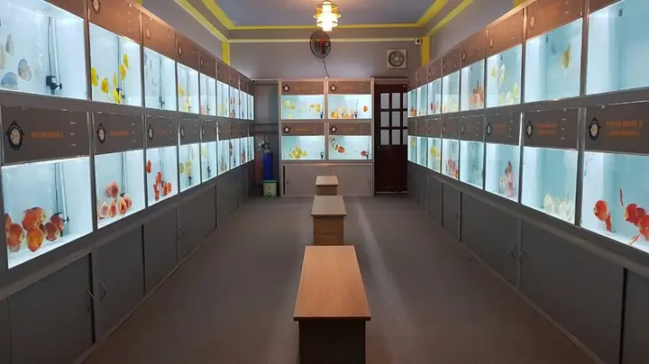 Đánh Giá Các Cửa Hàng Cá Cảnh Uy Tín Tại Hải Dương
