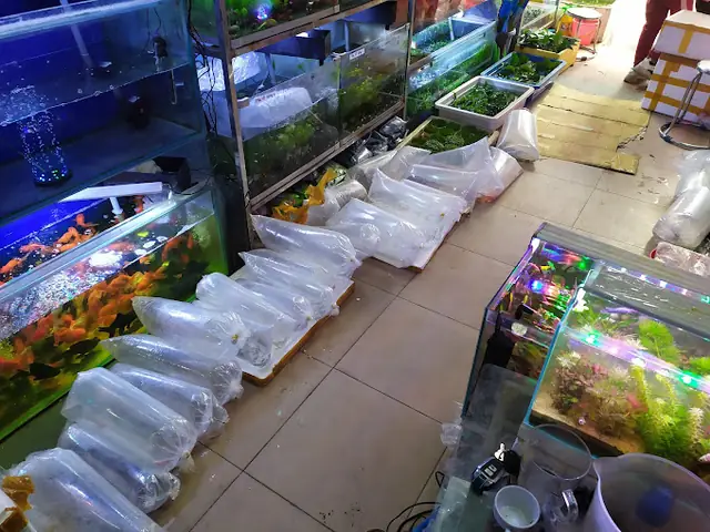 Cửa Hàng Cá Cảnh Hiền Phương