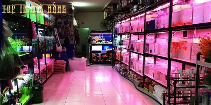 Cá Cảnh Hội An – Hồng Phát