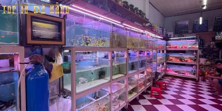Thiên Đường Cá Cảnh – Hội An