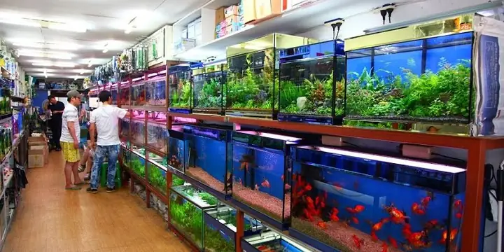 Thế Giới Cá Cảnh