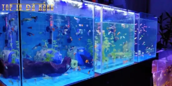 Phan Kieu Aquarium