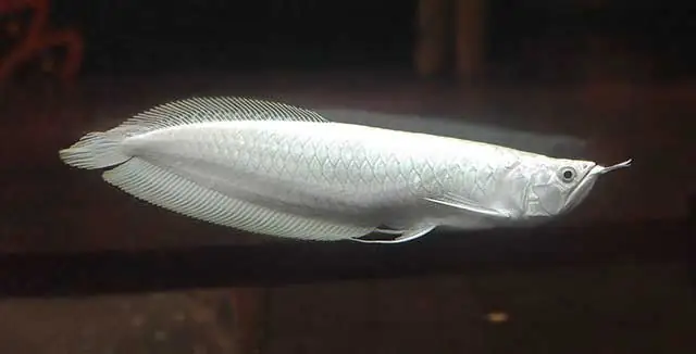 Cá Cảnh Hồng Anh