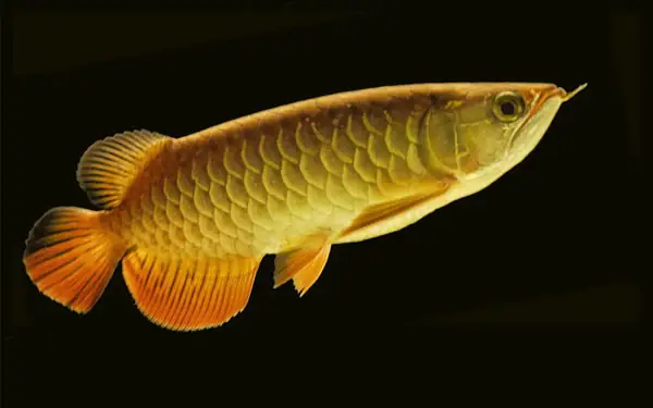 Cá Cảnh Hồng Anh