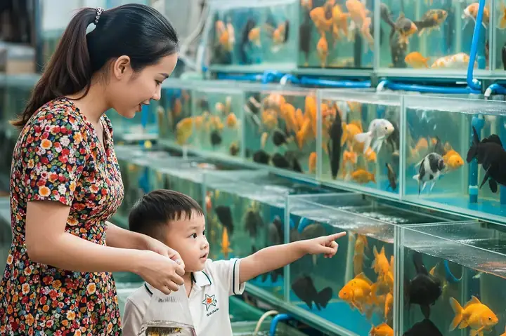 Tổng Quan Về Thị Trường Cá Cảnh Hưng Yên