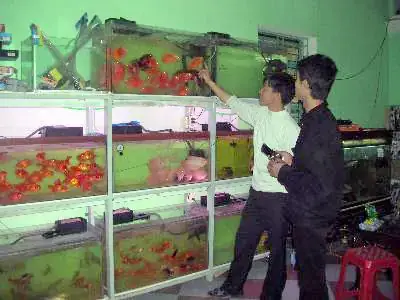 Giới Thiệu Về Cá Cảnh Huy Lê: Hành Trình Đam Mê Và Uy Tín