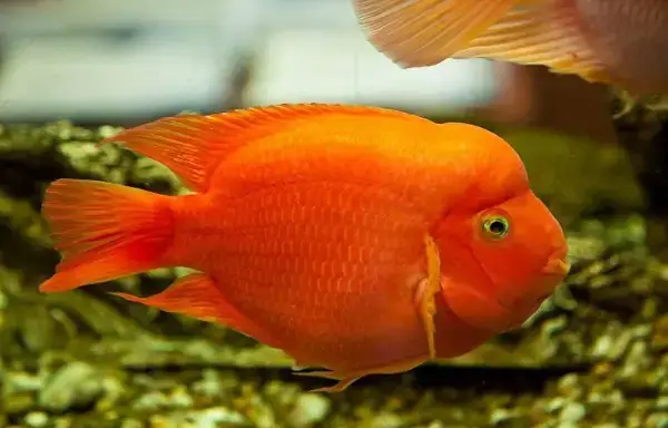 Ý Nghĩa Phong Thủy Của Cá Huyết Anh Vũ