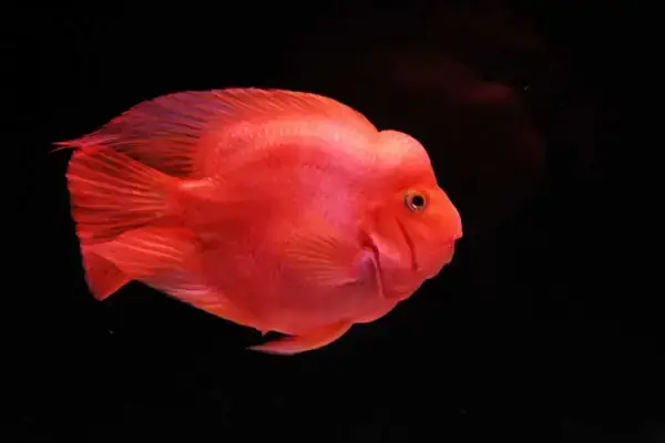 Tổng Quan Về Cá Huyết Anh Vũ