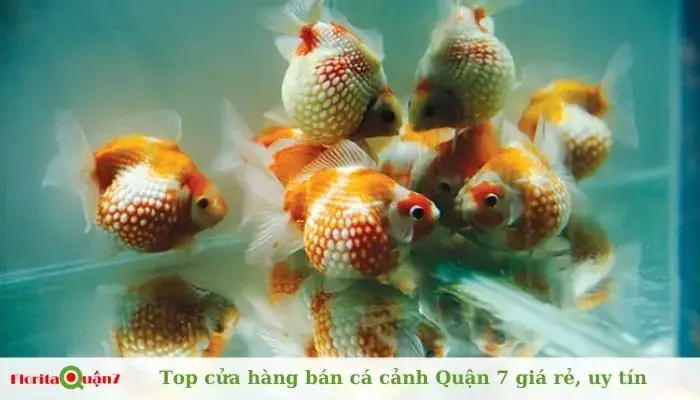 Top 5 Cửa Hàng Cá Cảnh Huỳnh Tấn Phát Uy Tín