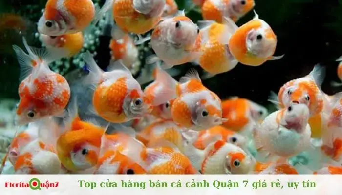 Kinh Nghiệm Mua Cá Cảnh Tại Huỳnh Tấn Phát