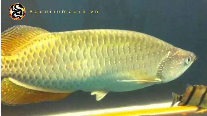 Cá Rồng Kim Long Úc