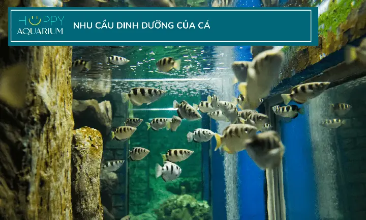 Các Loại Thức Ăn Tốt Nhất Cho Cá Cảnh Là Gì?
