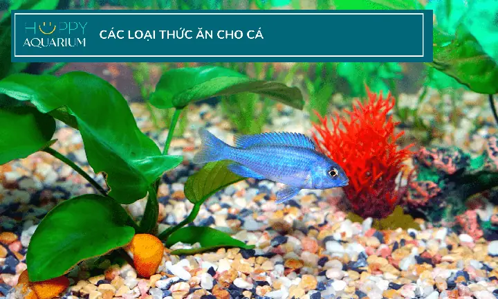 Các Loại Thức Ăn Tốt Nhất Cho Cá Cảnh Là Gì?