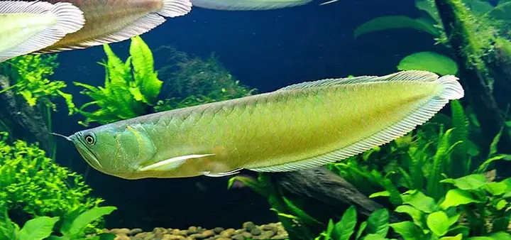 Cá Rồng