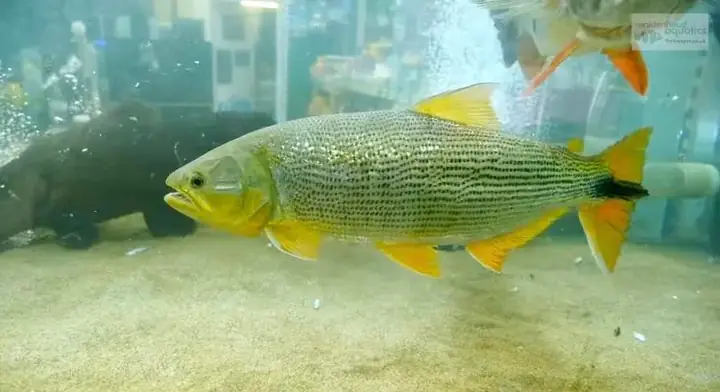 11. Cá Golden Dorado