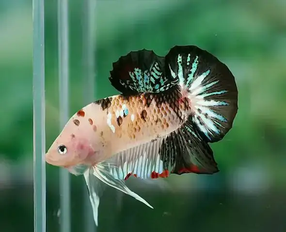 Tổng Quan Về Thị Trường Cá Cảnh Long Xuyên