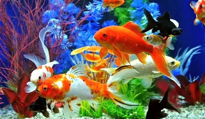 Chia Sẻ Kinh Nghiệm Mua Cá Cảnh Tại Nam Định